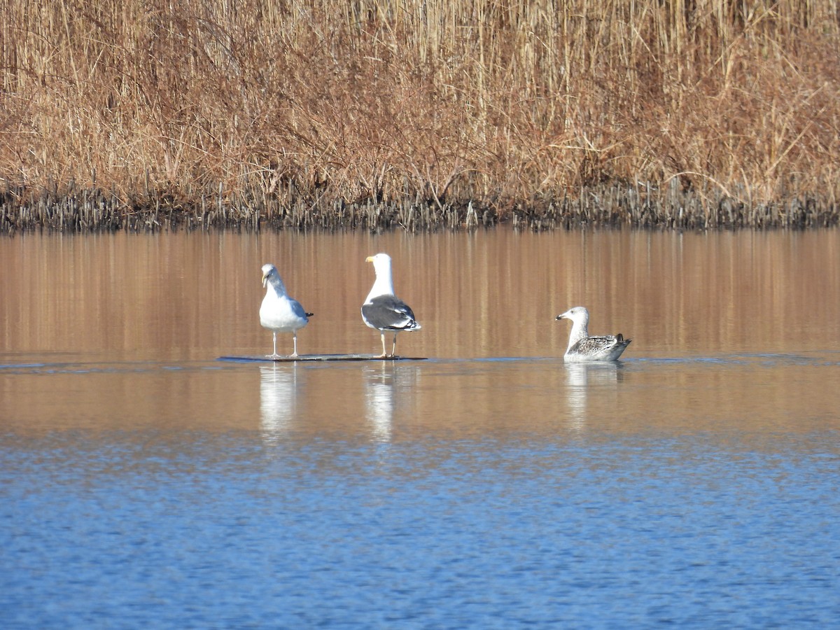 Great Black-backed Gull - ML646322916