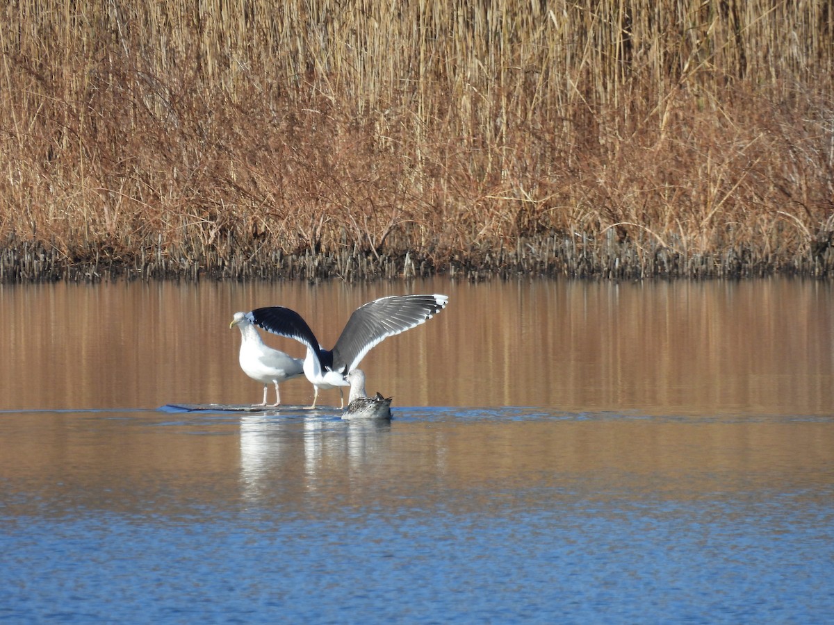 Great Black-backed Gull - ML646322917
