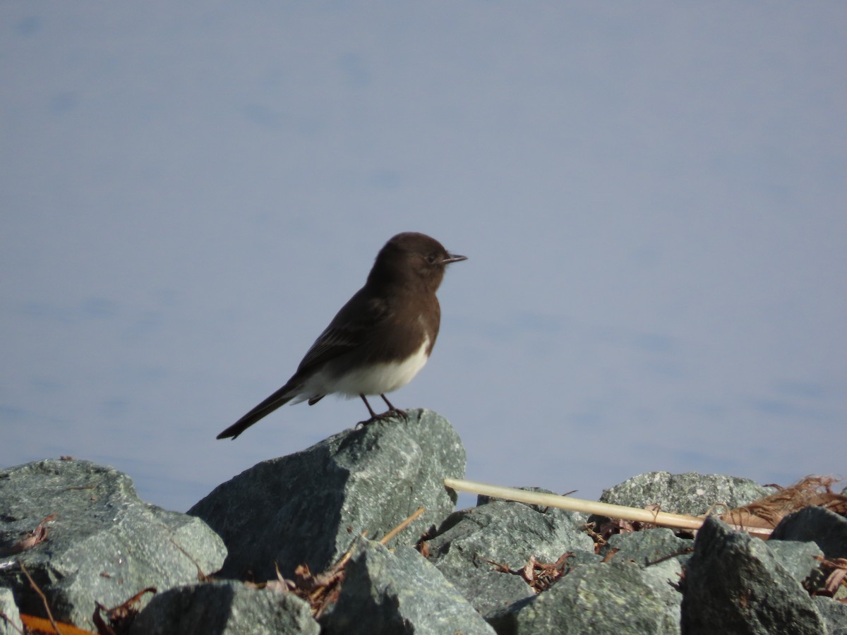 Black Phoebe - ML646322918