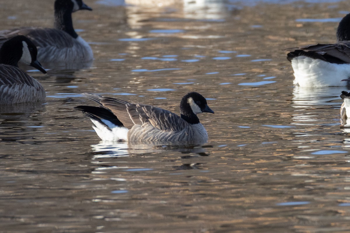 小加拿大雁 - ML646322930