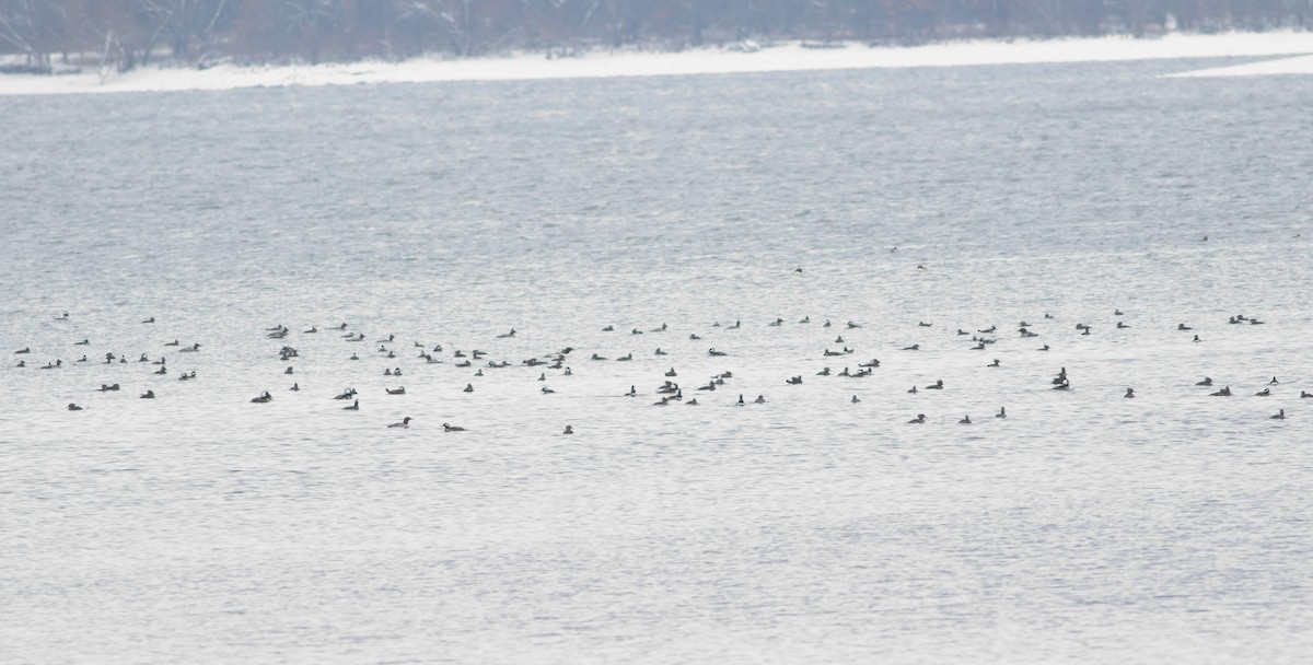 Hooded Merganser - ML646322931