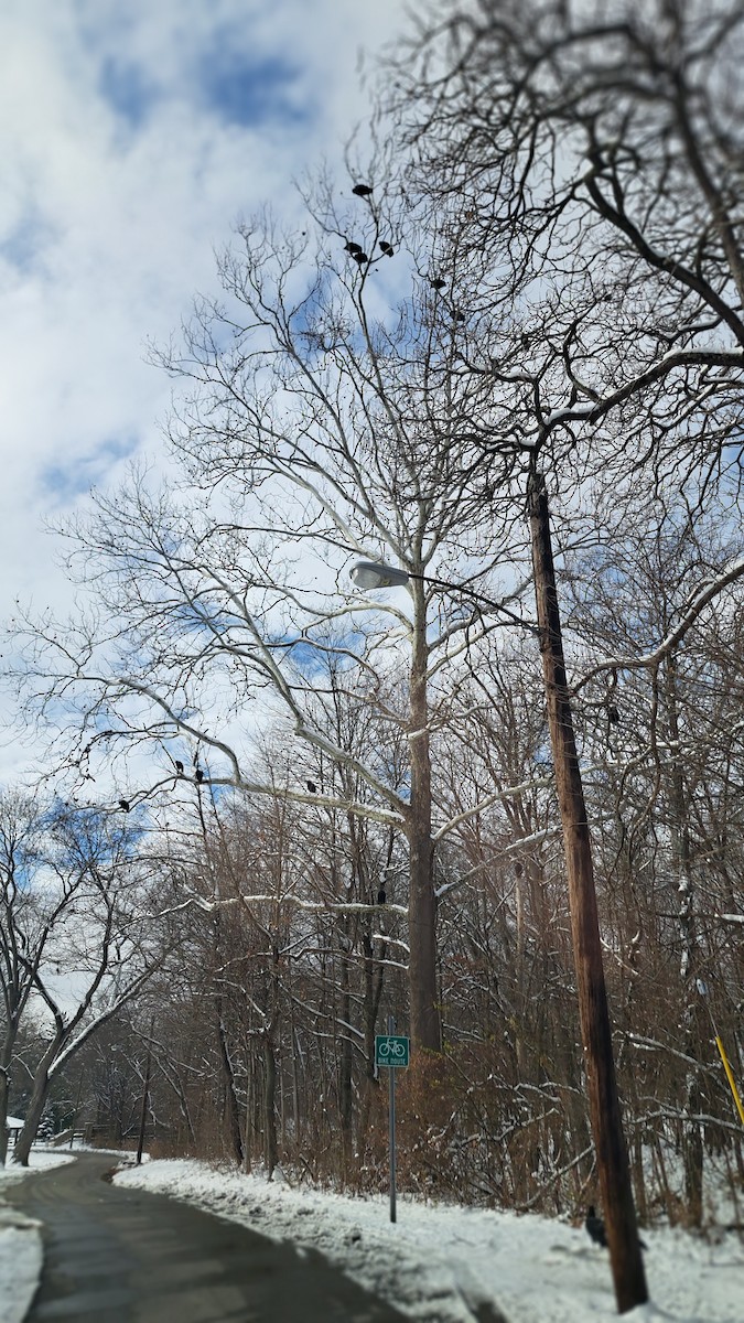 Катарта чорна - ML646322945