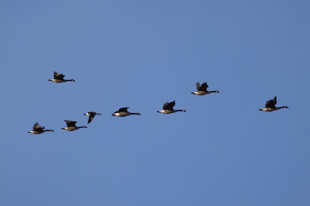 小加拿大雁 - ML646322958