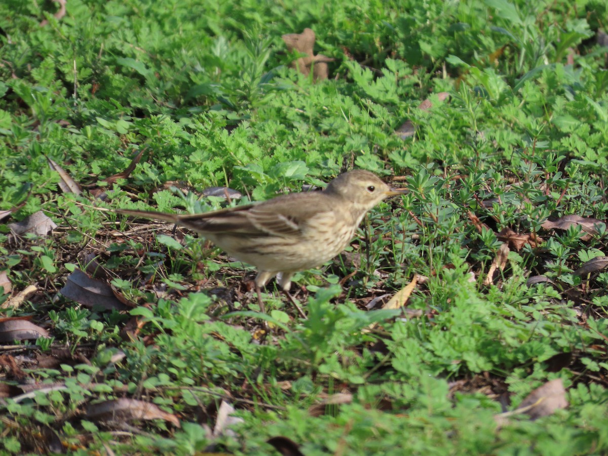 American Pipit - ML646322961