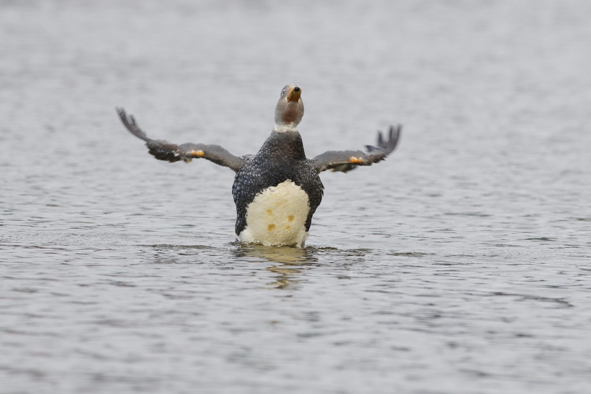 Flying Steamer-Duck - ML646322972