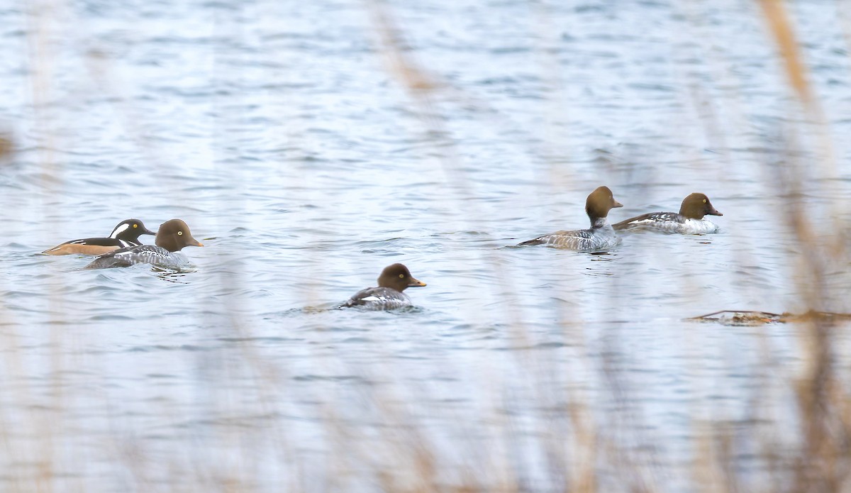 Porrón Osculado - ML646322973