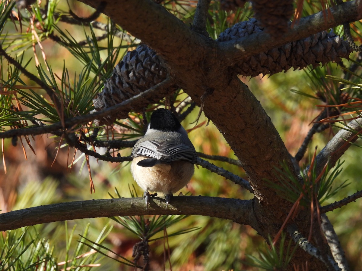 Carolina Chickadee - ML646322975