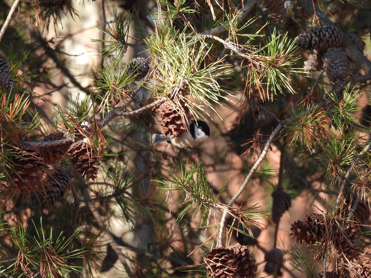 Carolina Chickadee - ML646322976