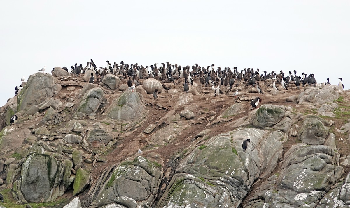 Stewart Island Shag (Foveaux) - ML646322977