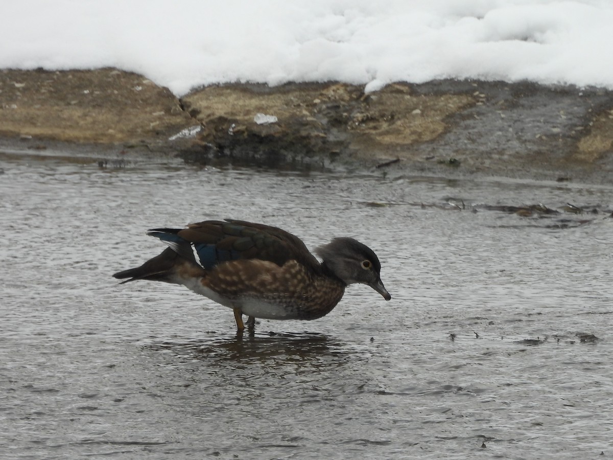 Wood Duck - ML646322978