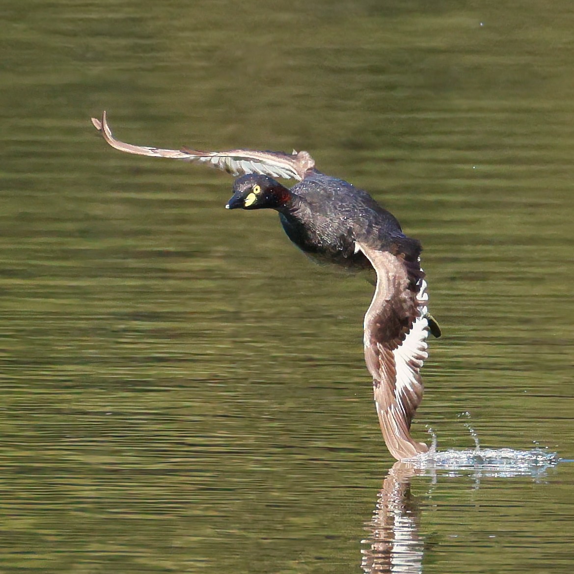 Австралийская поганка - ML646322981