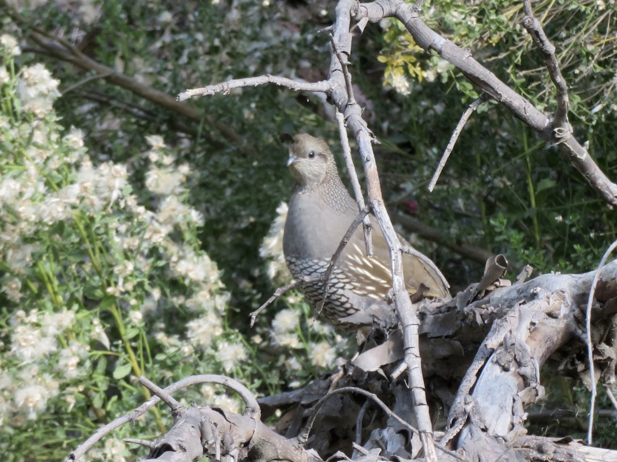 California Quail - ML646322986
