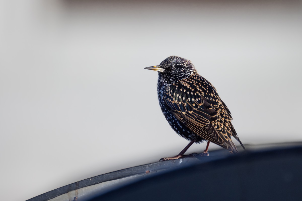 European Starling - ML646322987