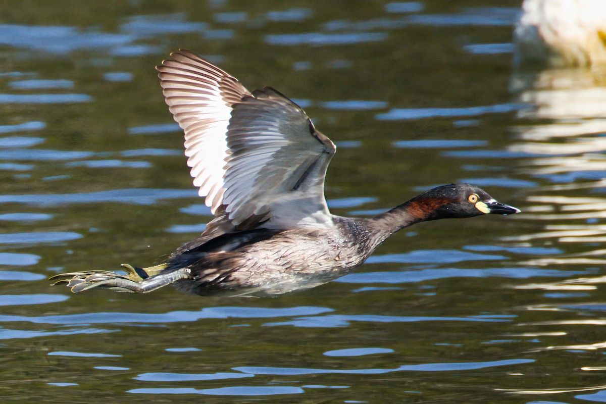 Австралийская поганка - ML646322988