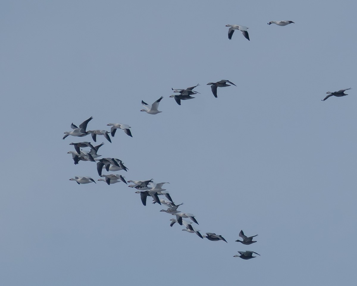 husa sněžní - ML646322989