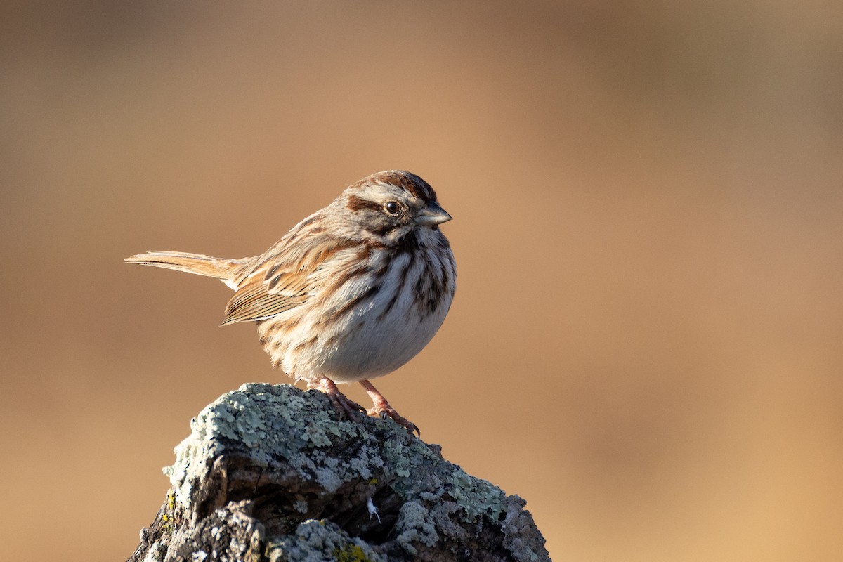 Song Sparrow - ML646322995