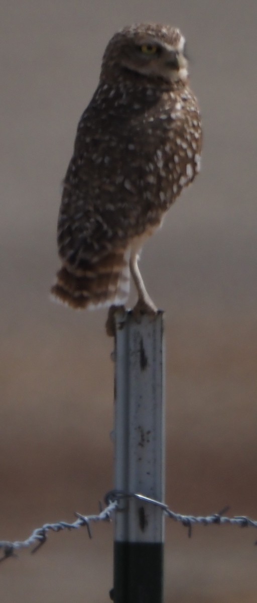 Burrowing Owl - ML646322998