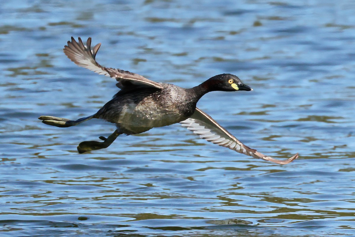 Австралийская поганка - ML646322999