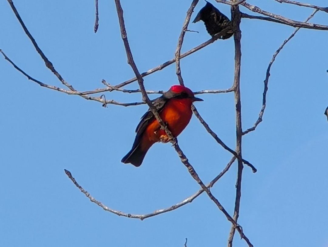 Vermilion Flycatcher - ML646323000