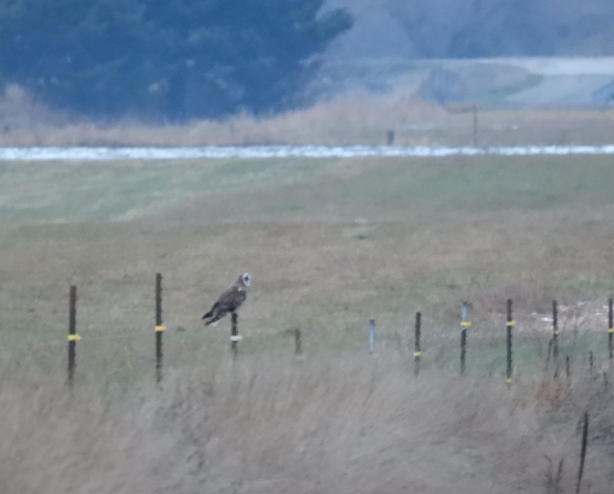 Short-eared Owl - ML646323001