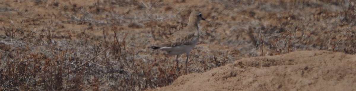 Chorlito Llanero - ML646323004