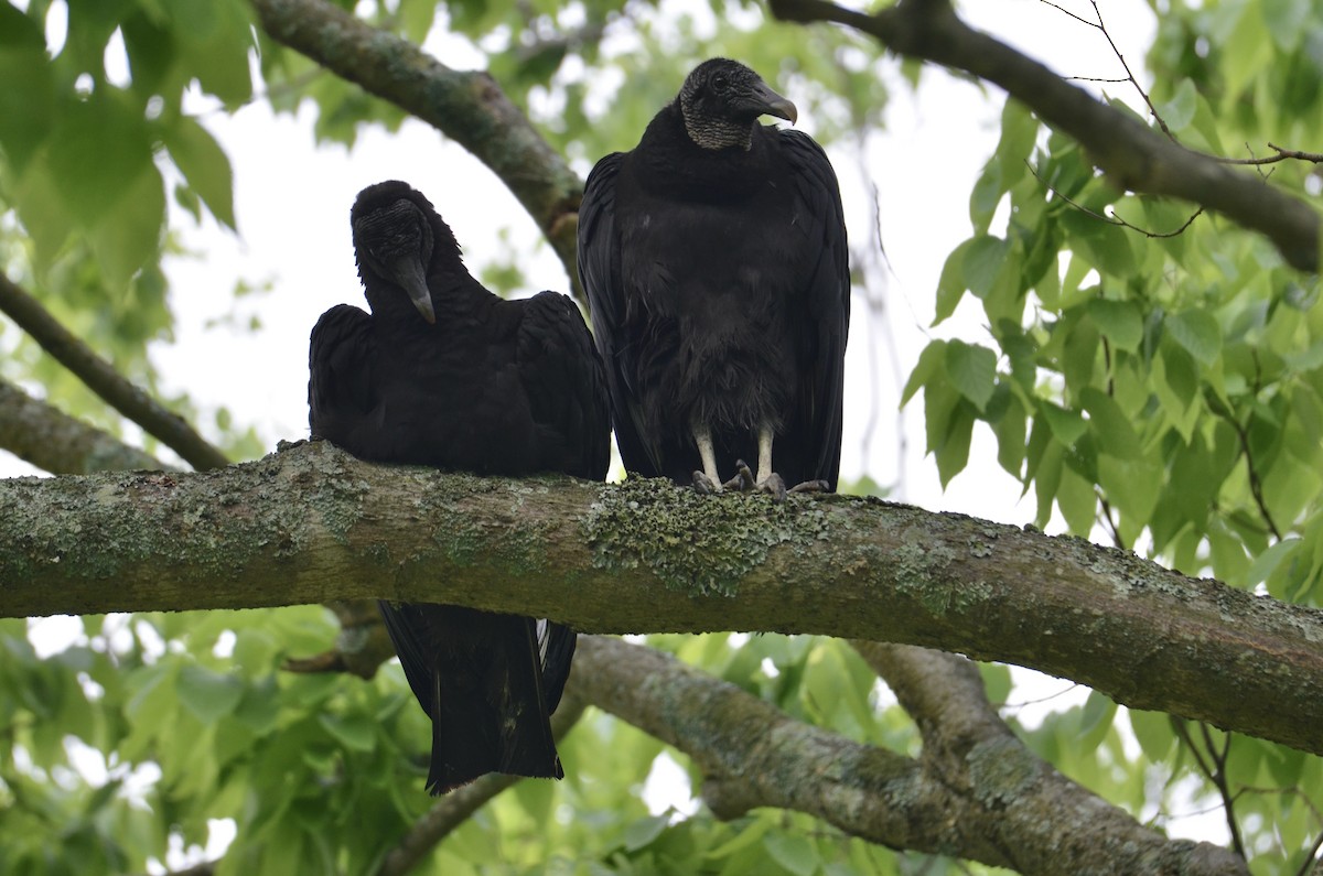 Катарта чорна - ML646323005