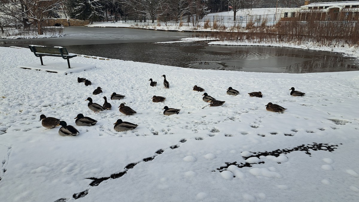 Зэрлэг нугас - ML646323006