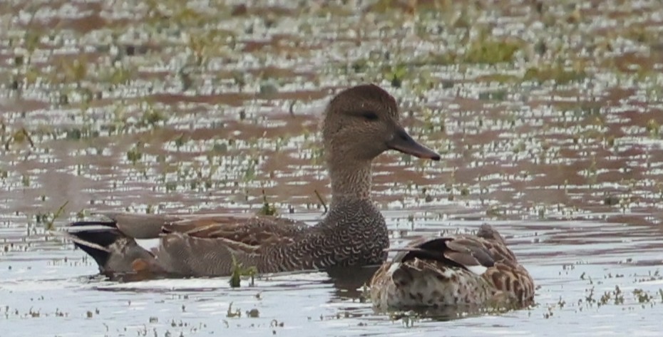 Серая утка - ML646323007