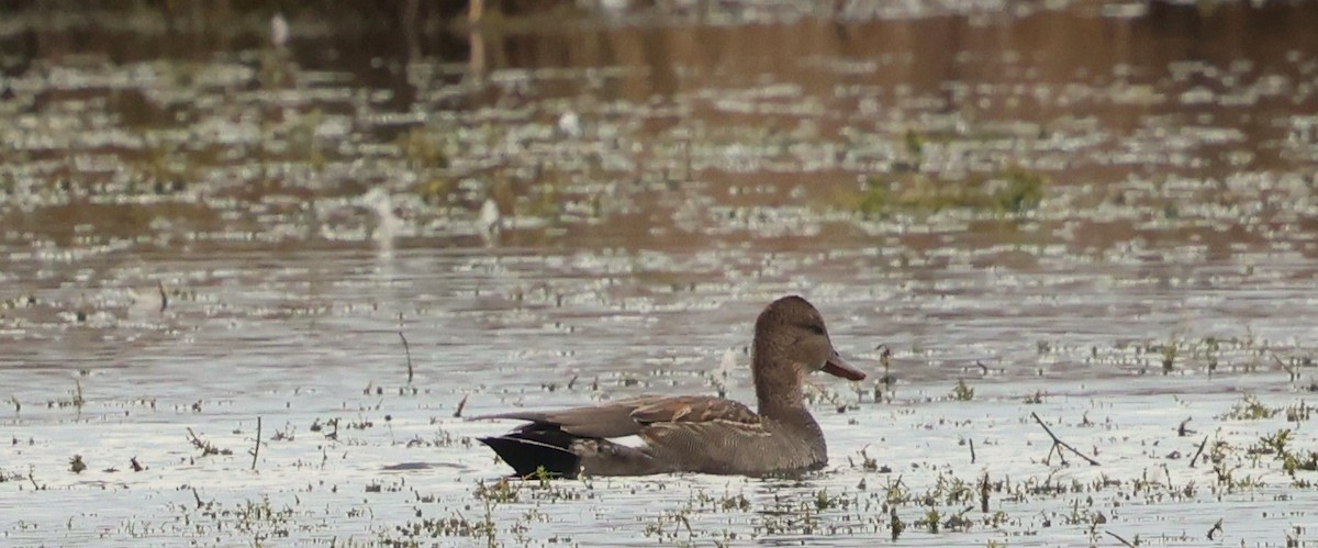 Серая утка - ML646323008