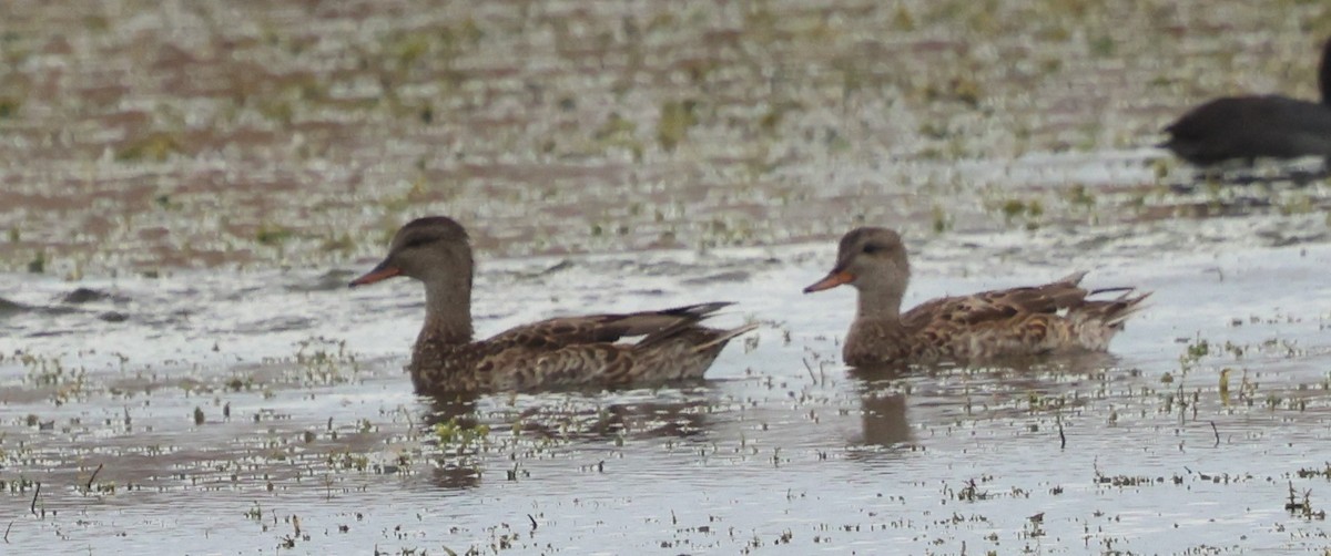 Серая утка - ML646323009