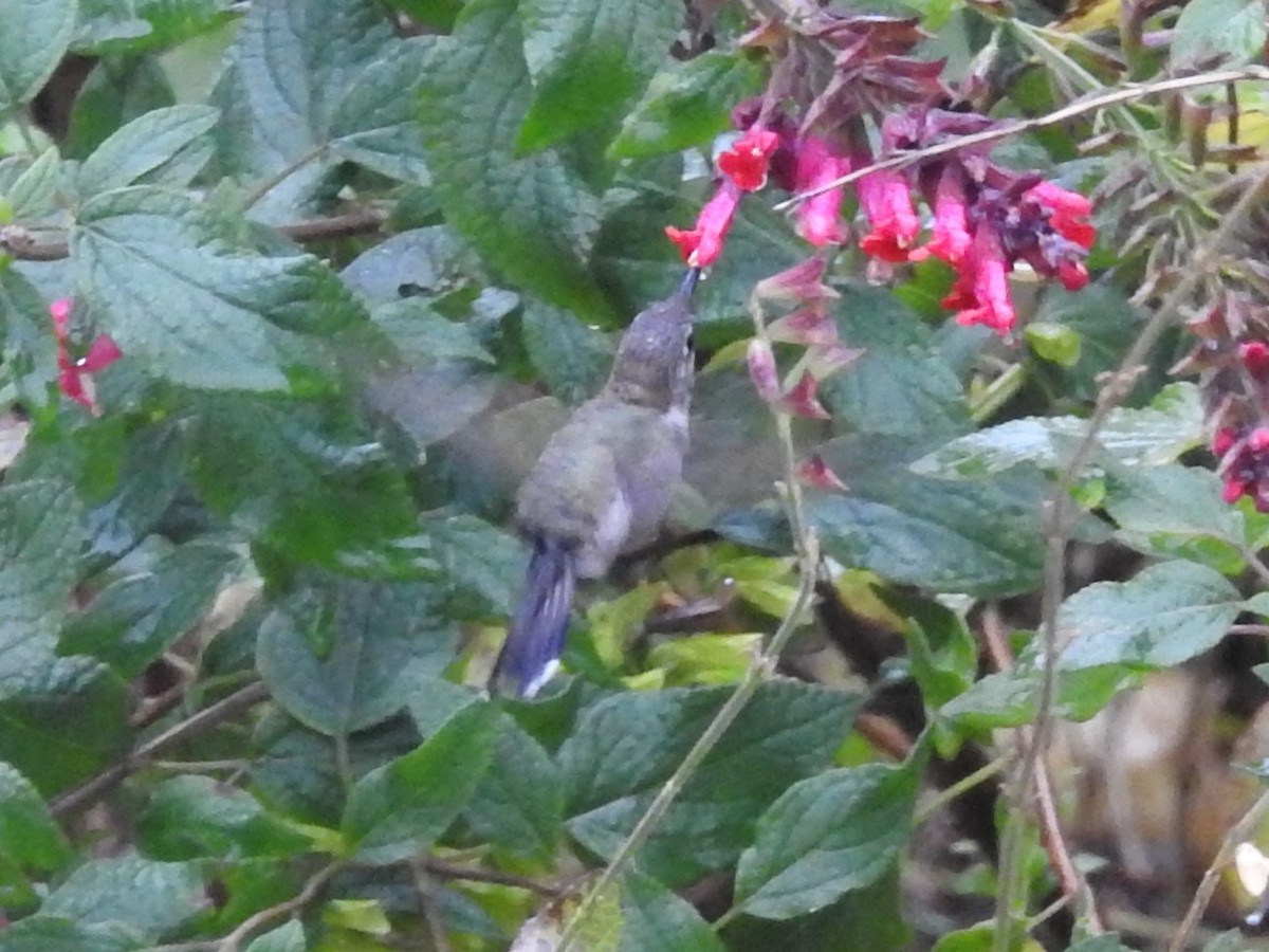 Black-chinned Hummingbird - ML646323010