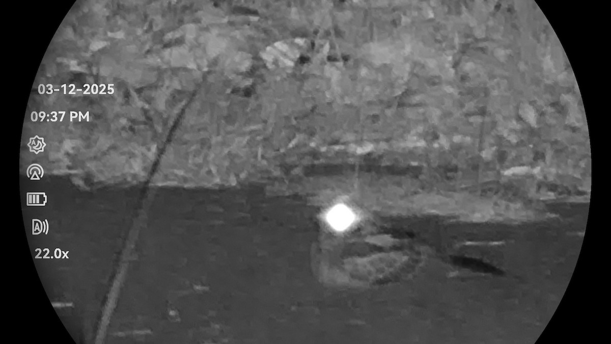 Large-tailed Nightjar - ML646323011