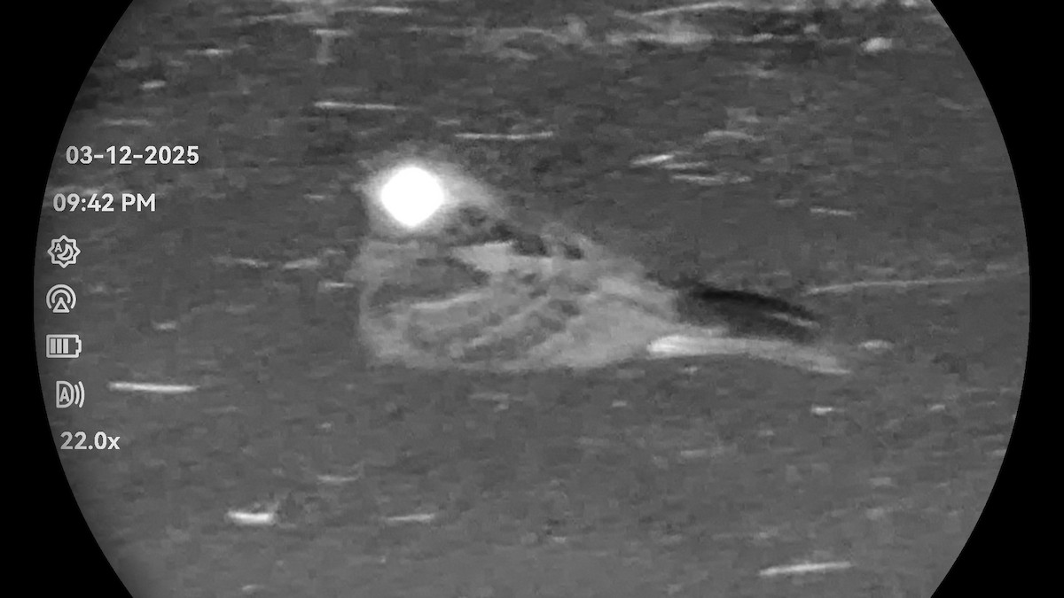 Large-tailed Nightjar - ML646323012