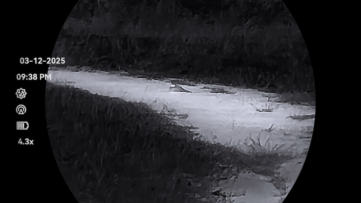 Large-tailed Nightjar - ML646323013