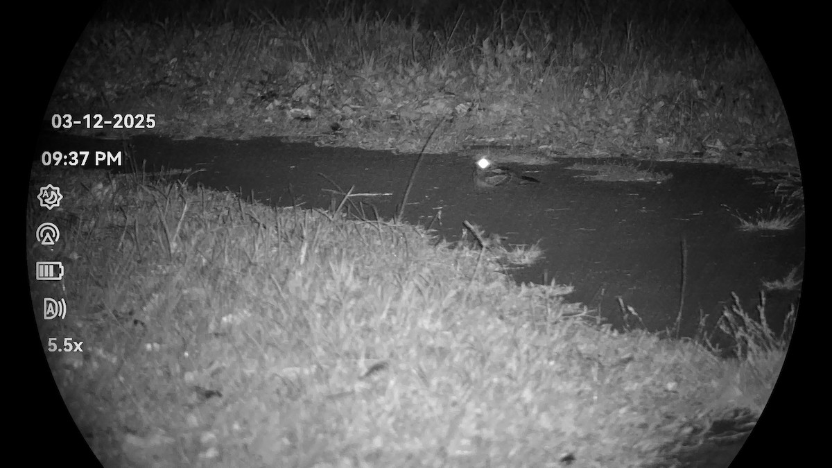 Large-tailed Nightjar - ML646323014