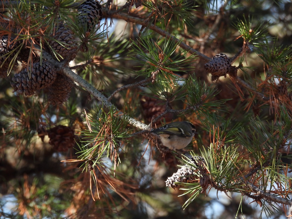 Golden-crowned Kinglet - ML646323017
