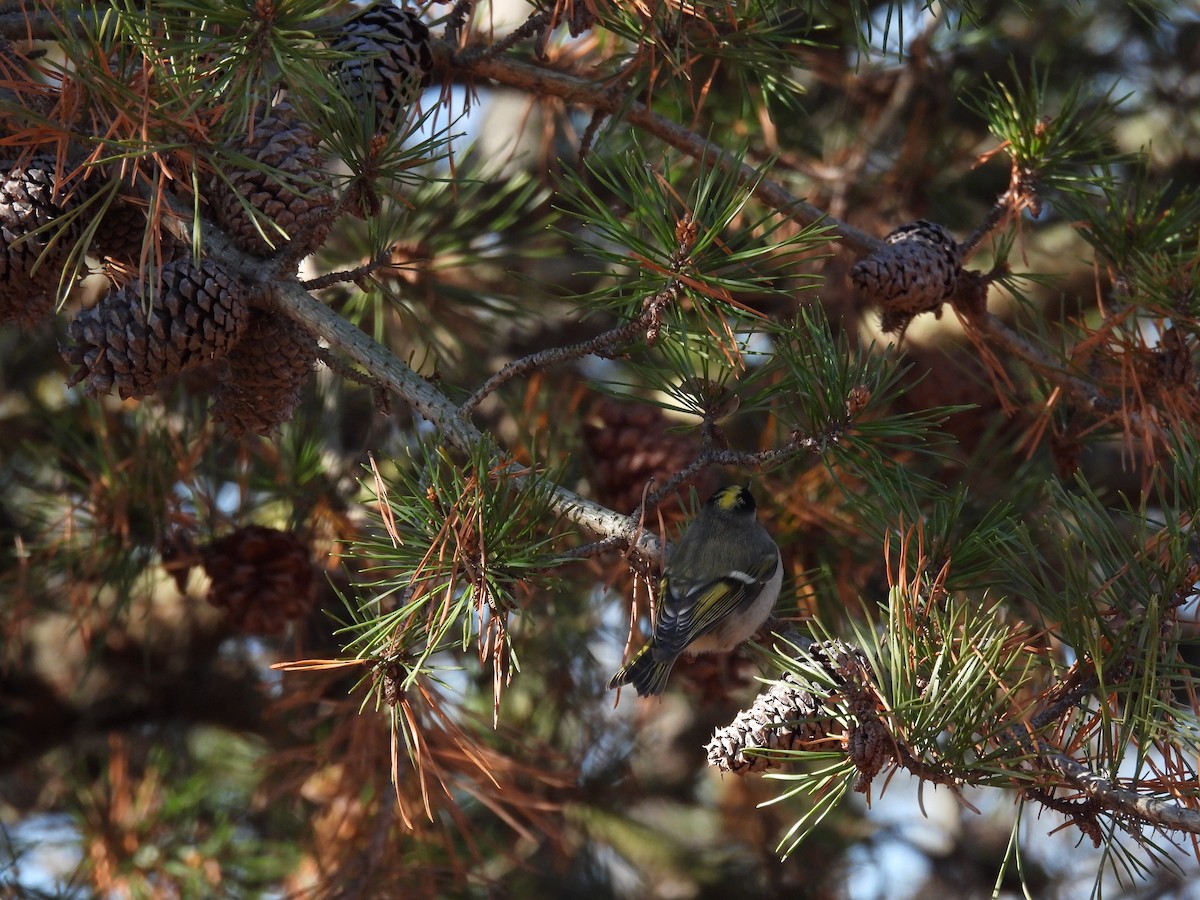 Golden-crowned Kinglet - ML646323018