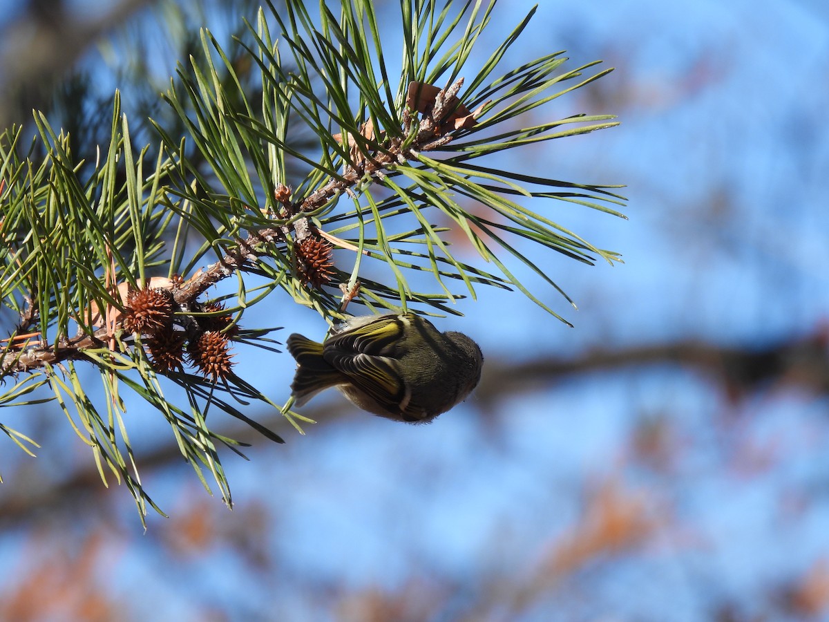 Golden-crowned Kinglet - ML646323019