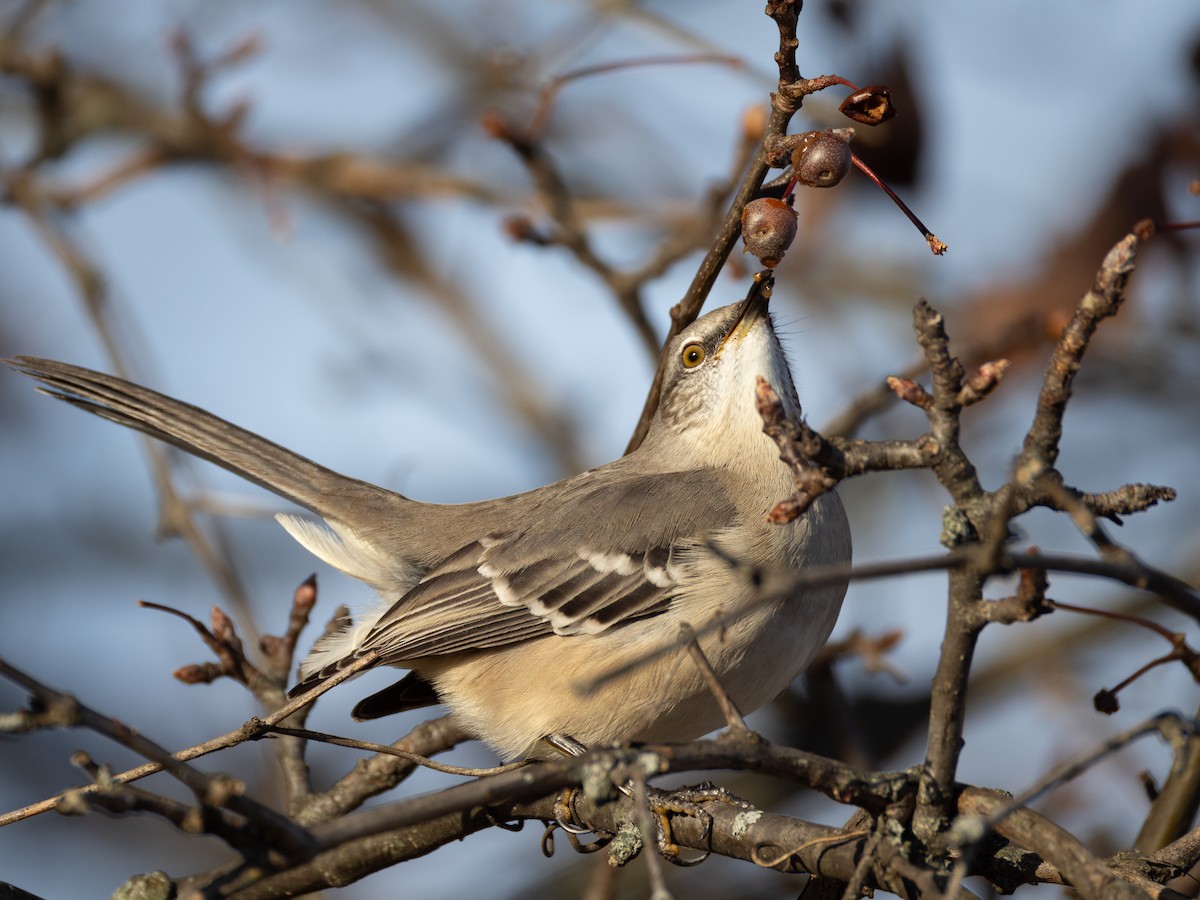 Northern Mockingbird - ML646323020