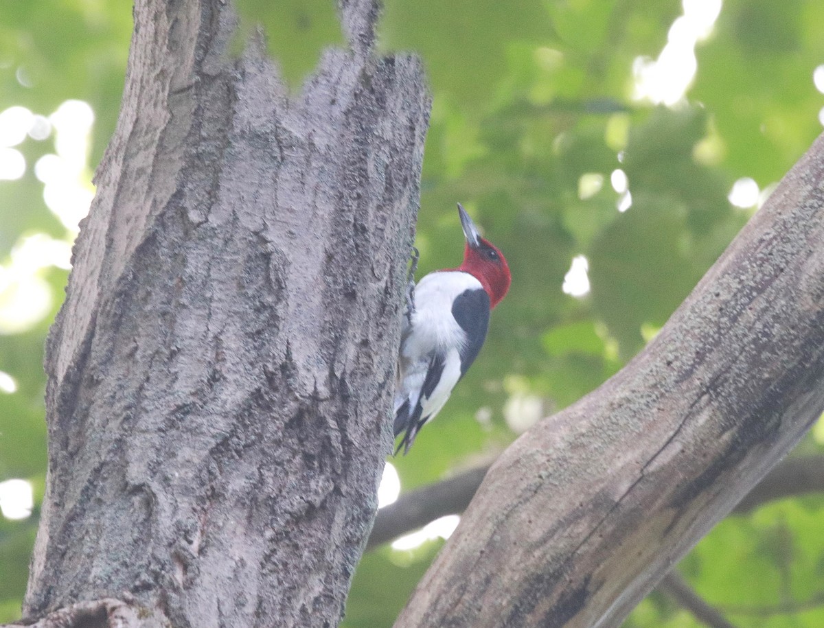 Red-headed Woodpecker - ML646323021
