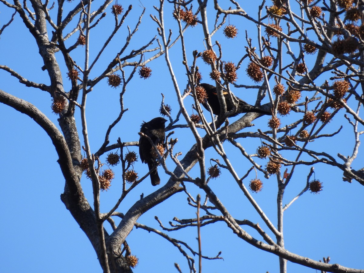 Red-winged Blackbird - ML646323028