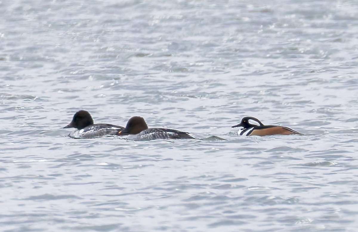 Serreta Capuchona - ML646323029