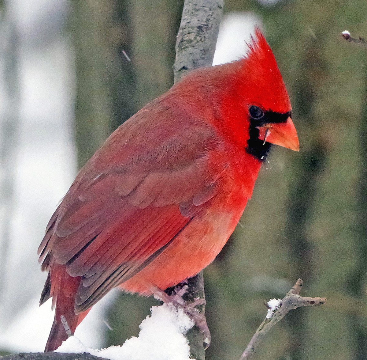Cardinal rouge - ML646323035