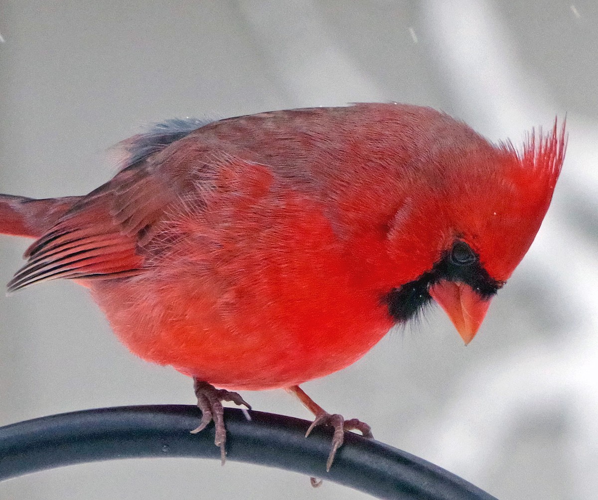 Cardinal rouge - ML646323040