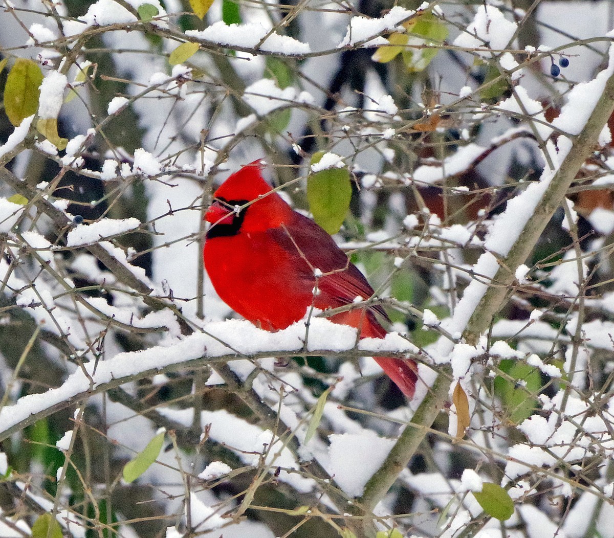 Cardinal rouge - ML646323041
