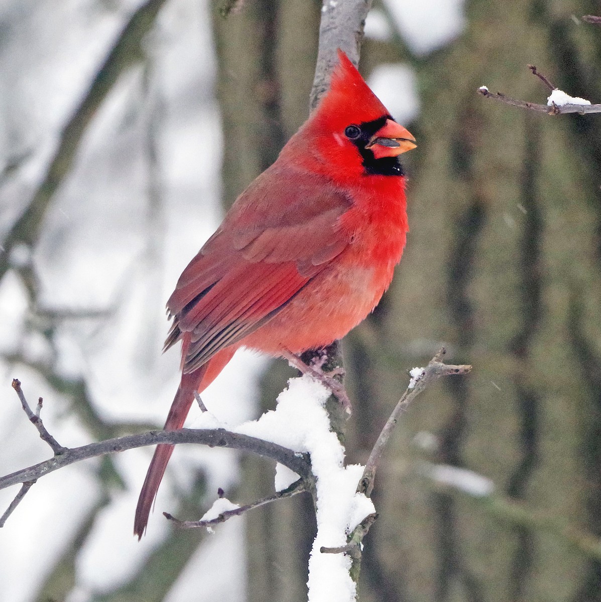 Cardinal rouge - ML646323043