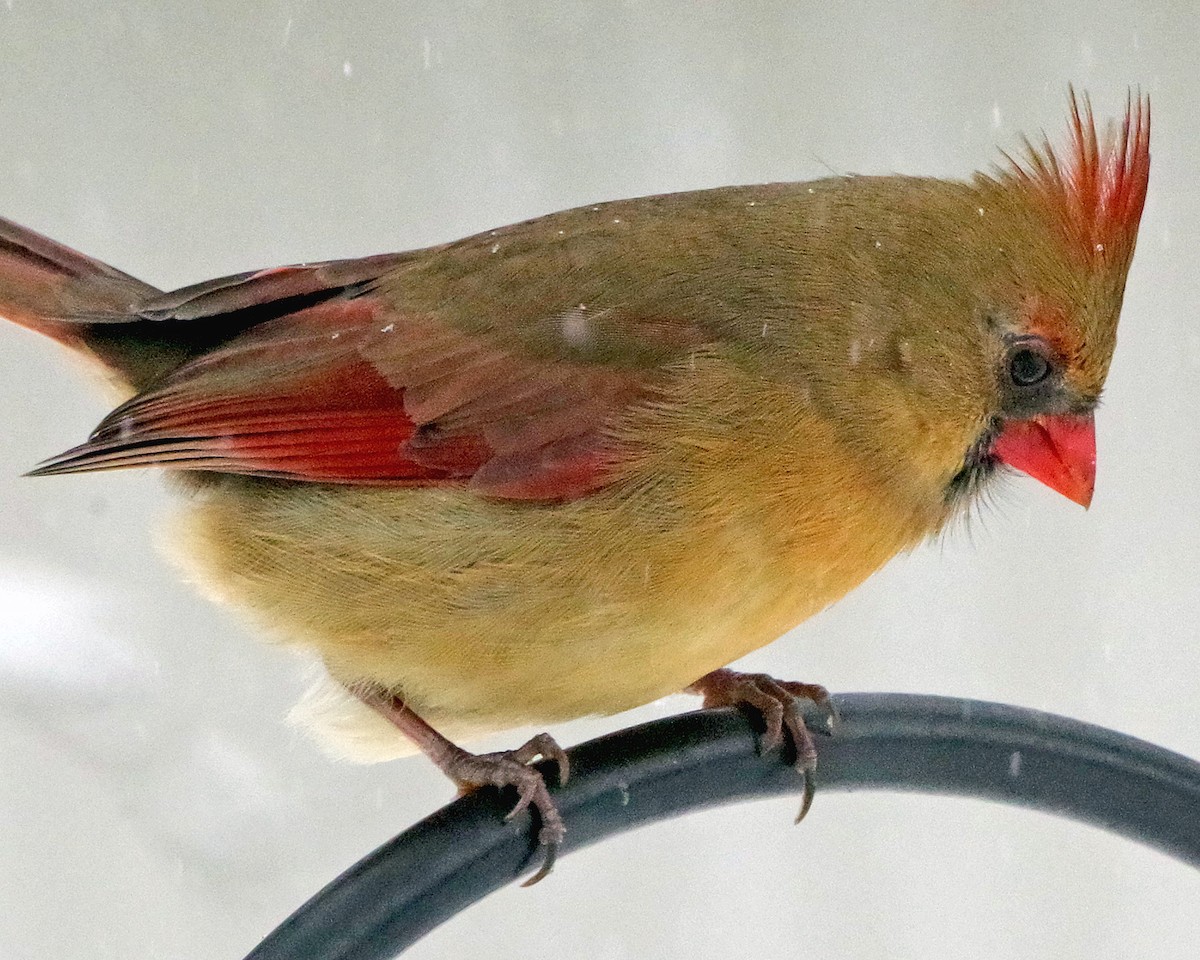 Cardinal rouge - ML646323044