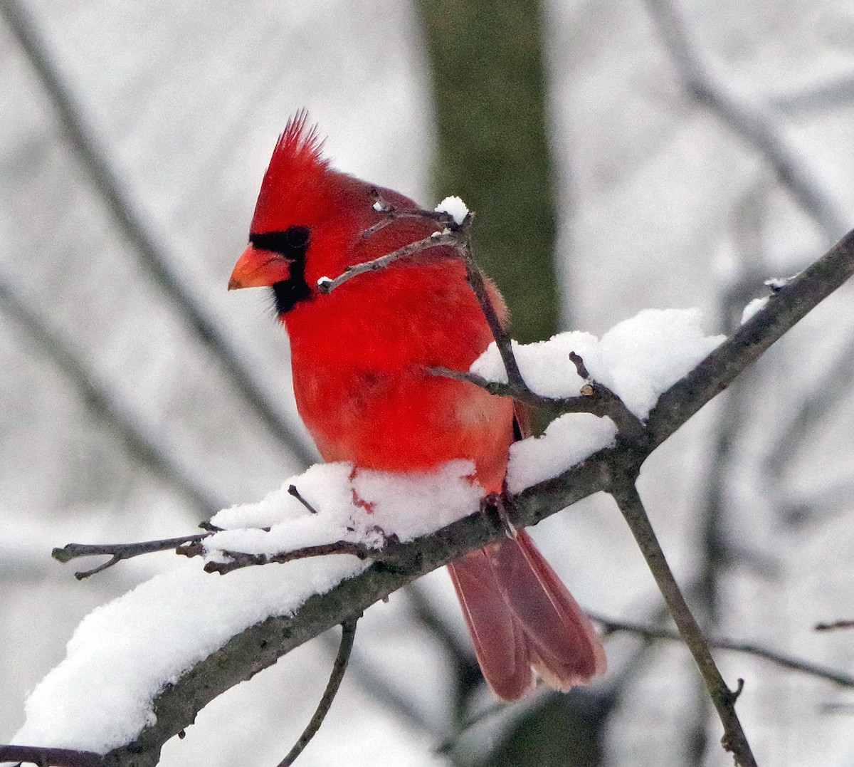 Cardinal rouge - ML646323045