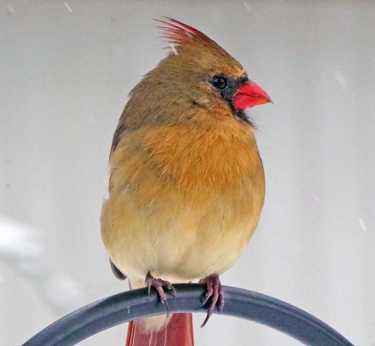 Cardinal rouge - ML646323046