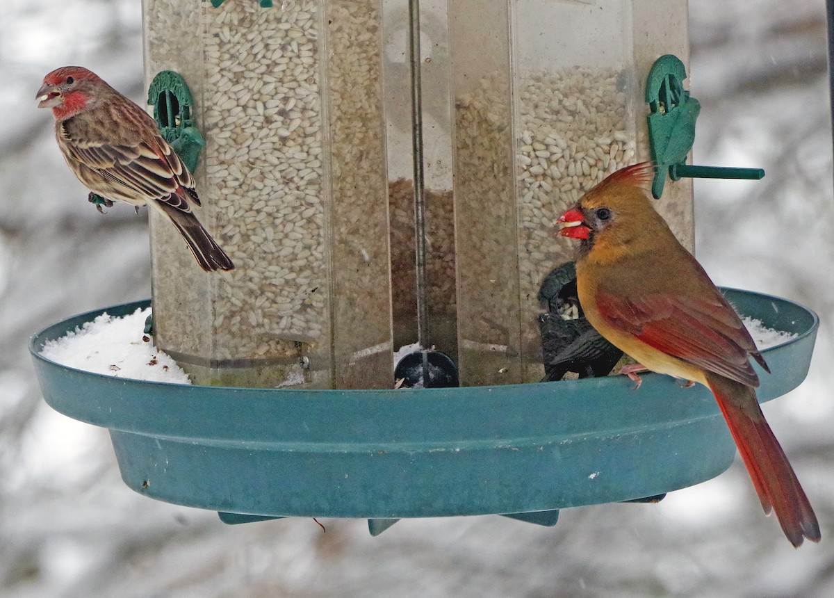 Cardinal rouge - ML646323047